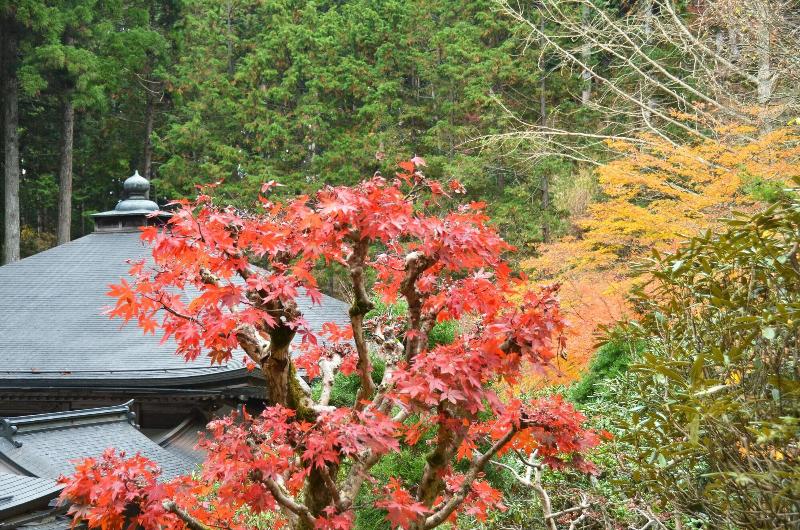 ریوکان 高野山 宿坊 不動院  Koyasan Shukubo Fudoin