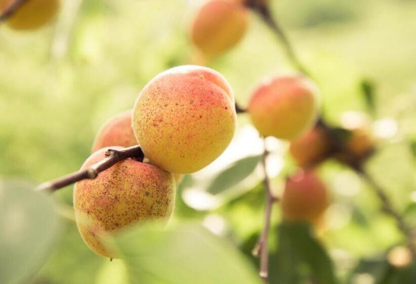 צימר Weinberghof Ilkerl Luf