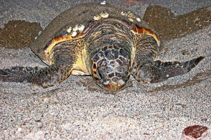 בית מלון כפרי Nostalgia World