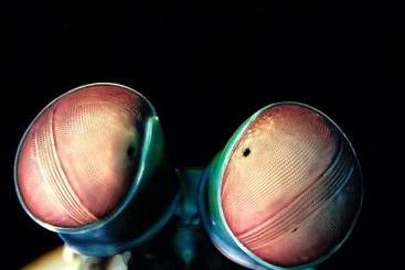 Pebble & Fins Bali Dive Resort