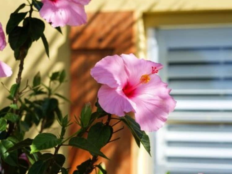 فندق فئة نجمة واحدة Atlantic Hideaway