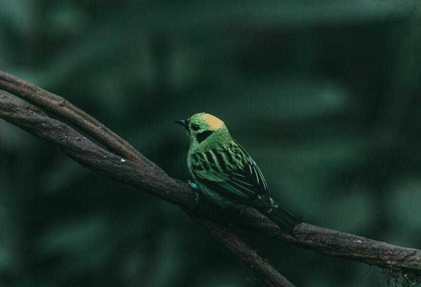 Villa Blanca Cloud Forest Hotel & Retreat