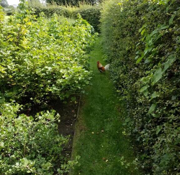 B&b De Hulst