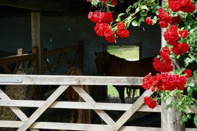 B&b De Hulst