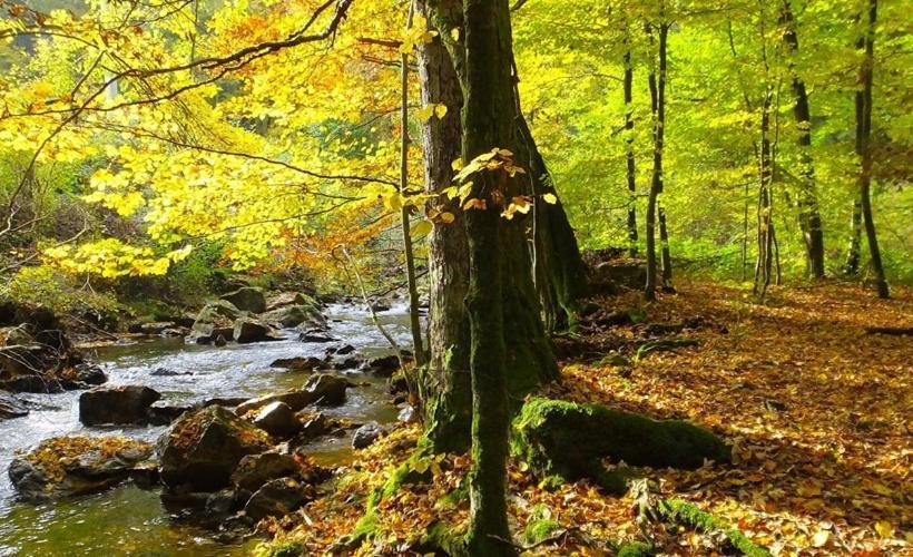 ホテル Hochwald Lodge