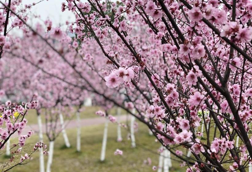 فندق Emei Mountain Xileer