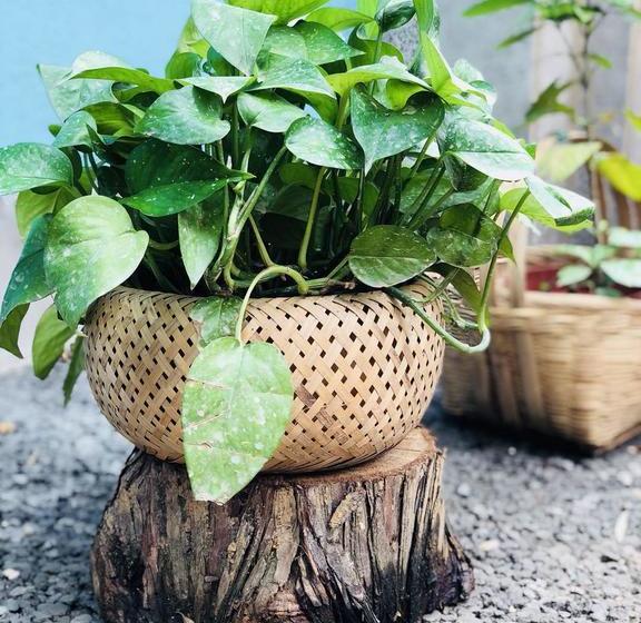 فندق Emei Mountain Xileer