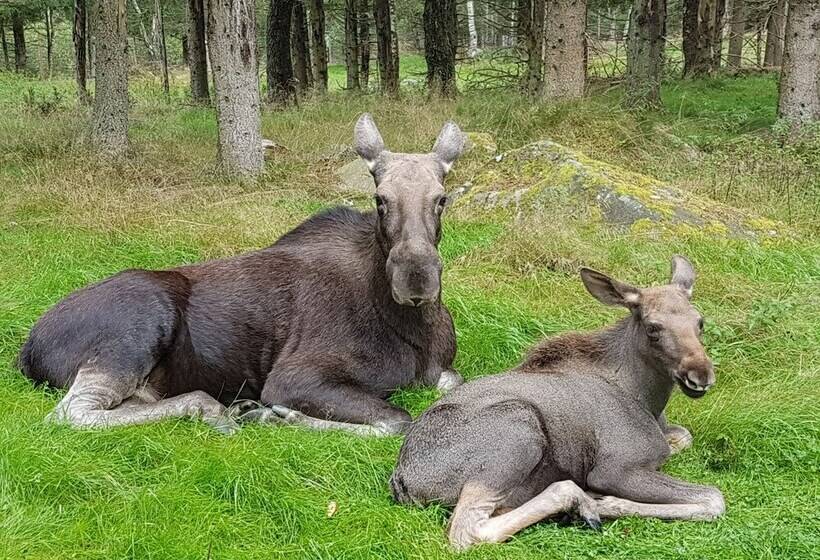 Bed and Breakfast Den Sovande älgen