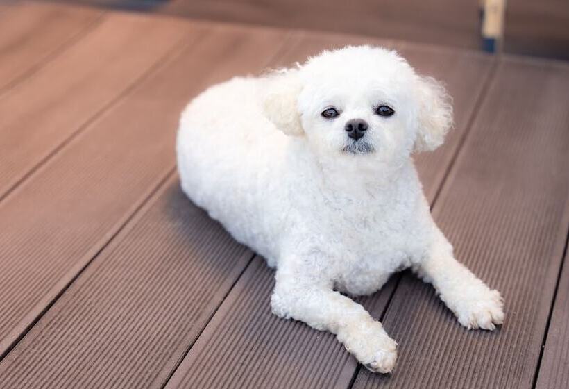 Pensão Gapyeong Belleuangjyu Aegyeonpensyeon