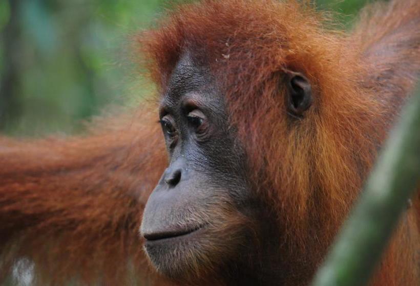 تختخواب و صبحانه Ecotravel Cottages Bukit Lawang