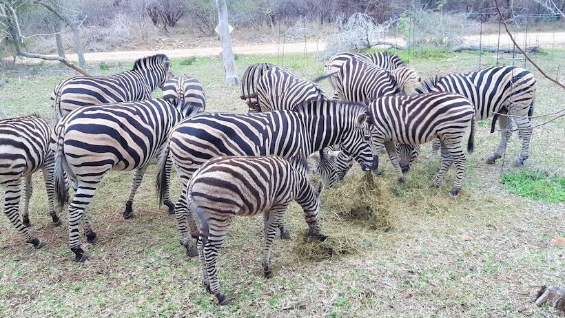בית מלון כפרי Kruger Riverside Lodge   No Load Shedding