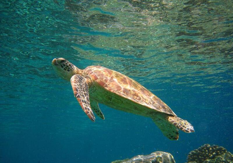 בית מלון כפרי Sipadan Inn 1