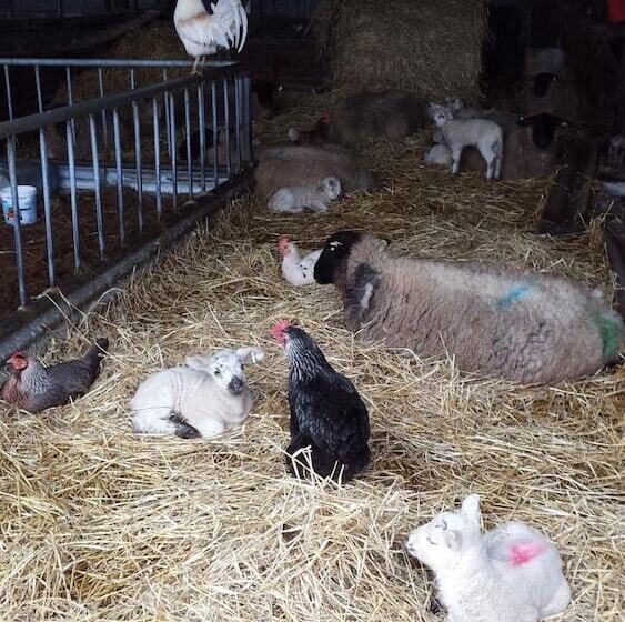 مبيت وإفطار Valley Lodge