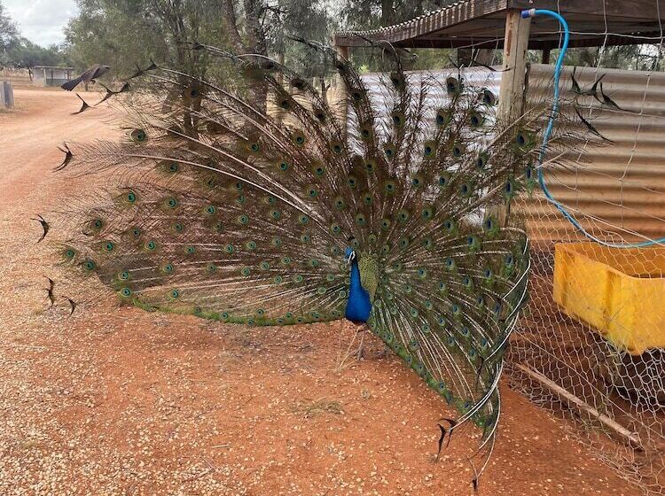 Fotos del hotel Mungo Lodge:  32