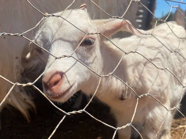 Fotos del hotel Mungo Lodge:  33