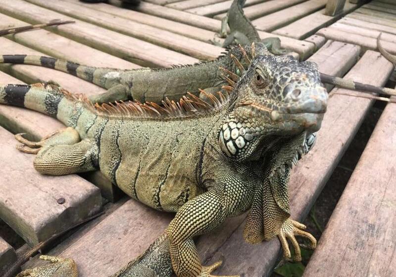 فندق Cassia Hill Resort