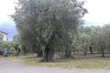 هتل B&b Oliveto Longo