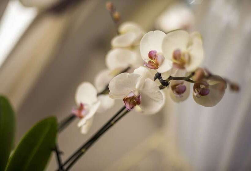 Fotos del hotel Trastevere Royal Suite:  7