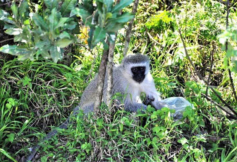 هتل Impala Niezel Lodge