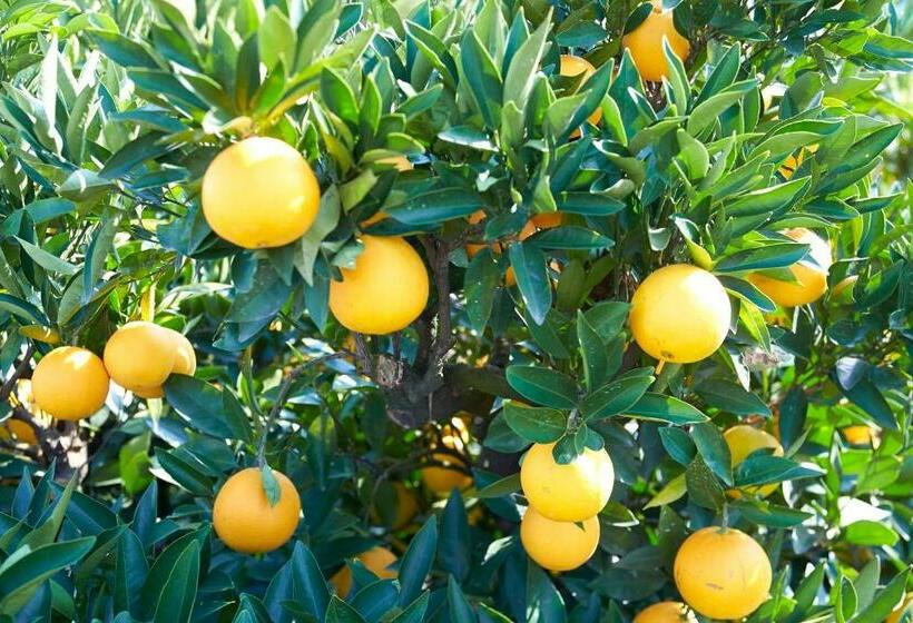 Fotos del hotel Kyukamura Ohkunoshima:  5