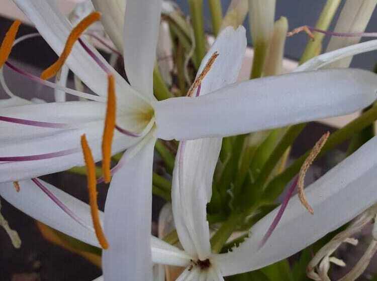 בית מלון כפרי Sun1 Durban