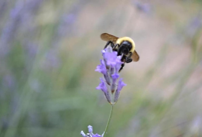 هتل Mendoza Sol Y Nieve