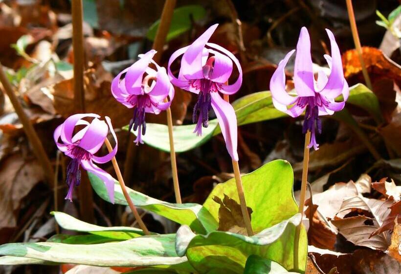 فندق Ikoi No Mura Heritage Minoyama