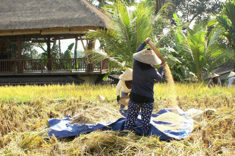 Fotos del hotel Prashanti Ubud:  20