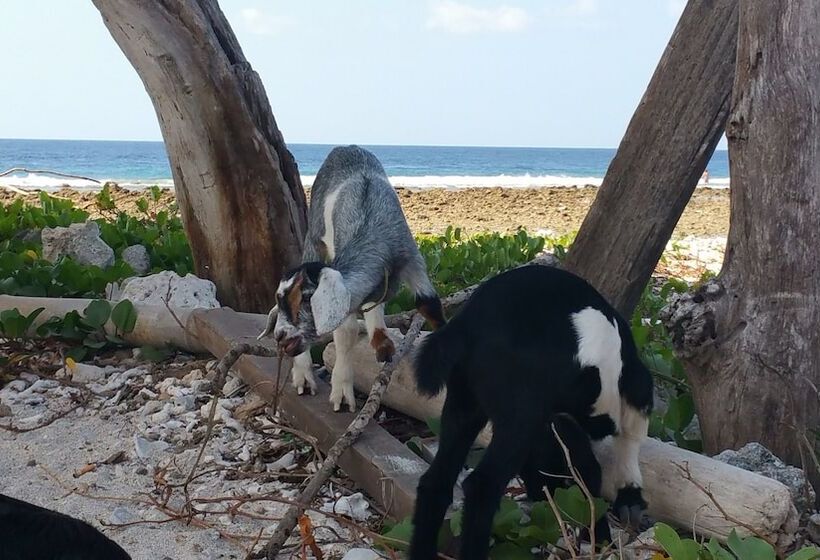 Fotos del hotel Villas Light House:  12