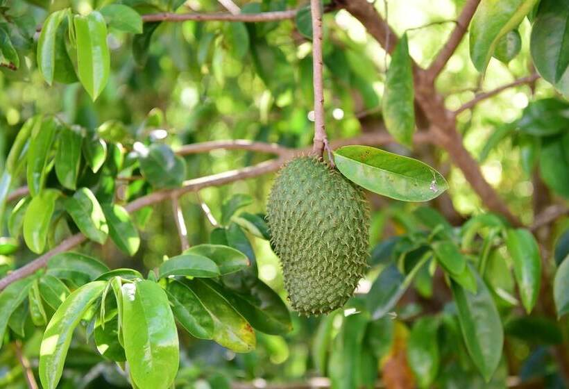 پانسیون Saipan Stay Lounge