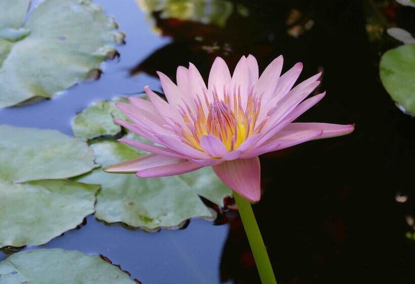 אתר נופש Chalet Kilauea