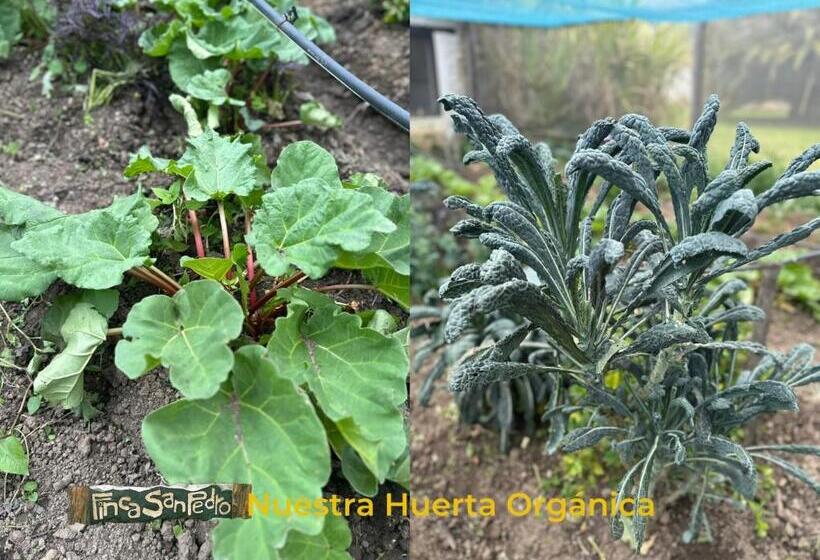 هاستل Finca San Pedro  Alojamiento Campestre Y Reserva Natural