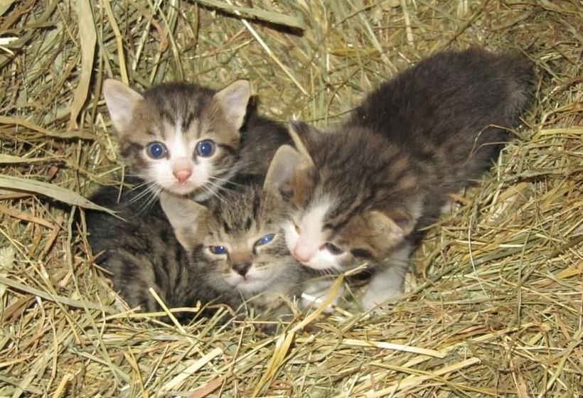 פנסיון Turnerhof