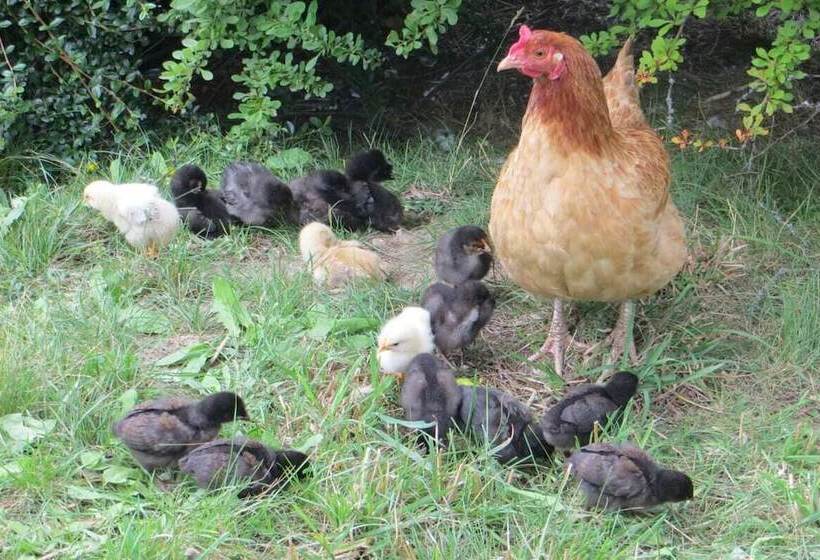 פנסיון Turnerhof