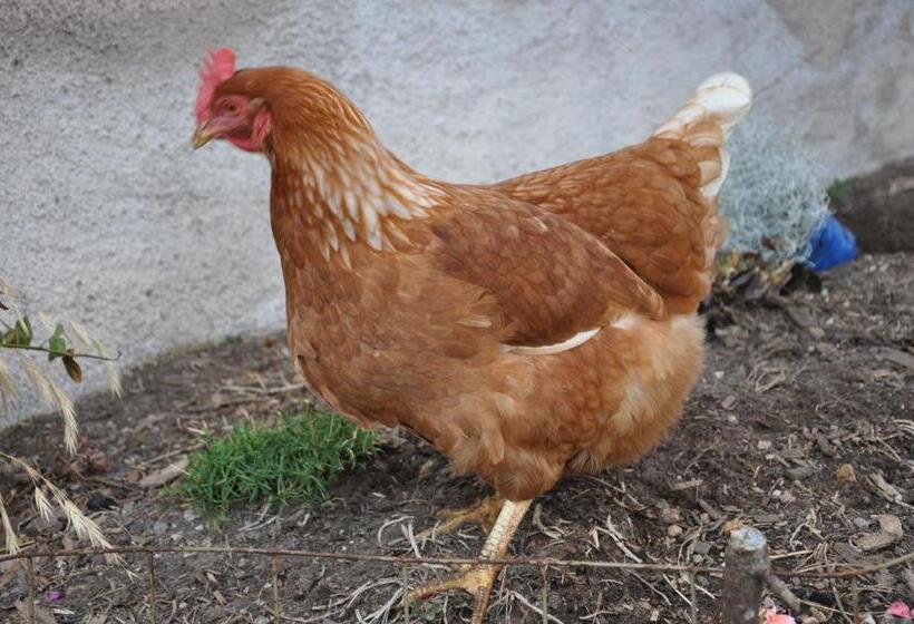 فندق Unterpfaffstall Hof