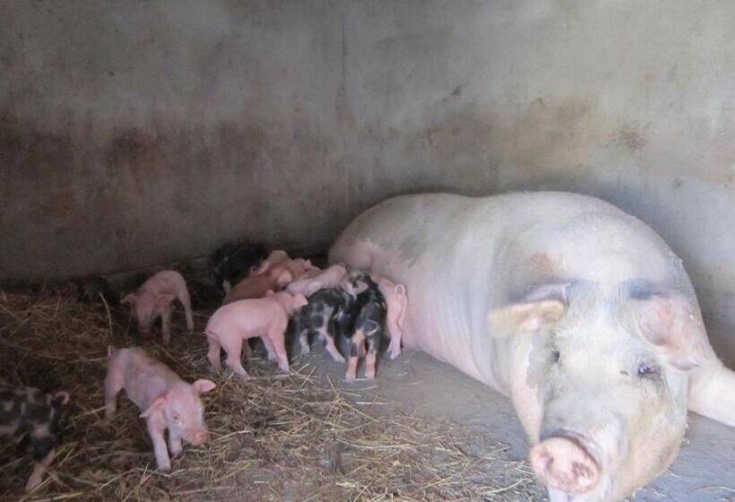 فندق Donnastella