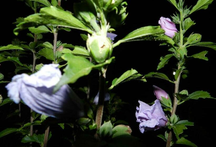 ホテル Il Vecchio Frantoio