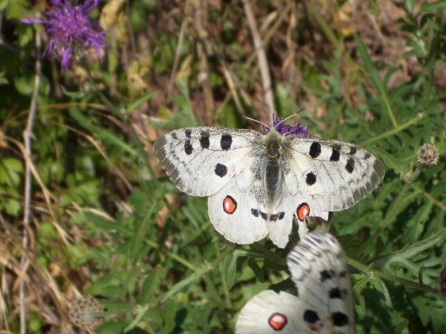 بنسيون Gästehaus Weberskirch