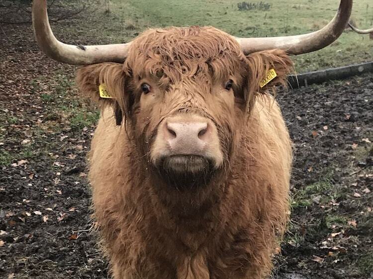 Общежитие Kings Arms