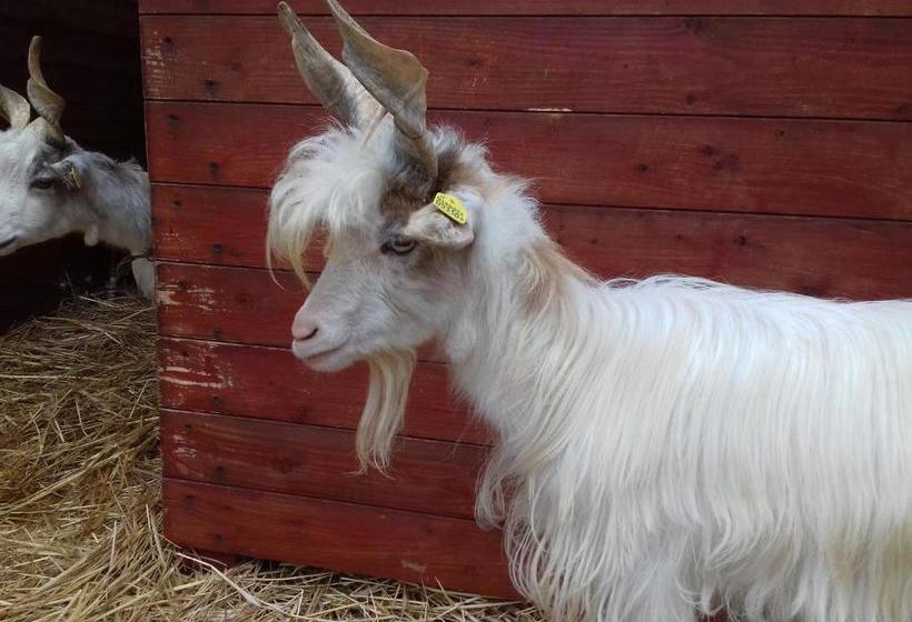 בית מלון כפרי Agriturismo Specchiarussa