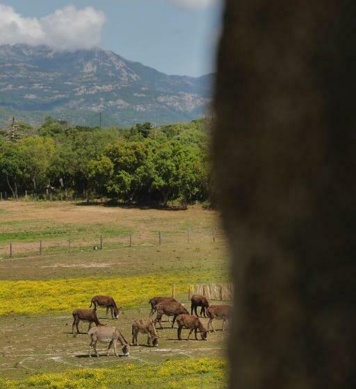 هاستل Domaine Pozzo Di Mastri