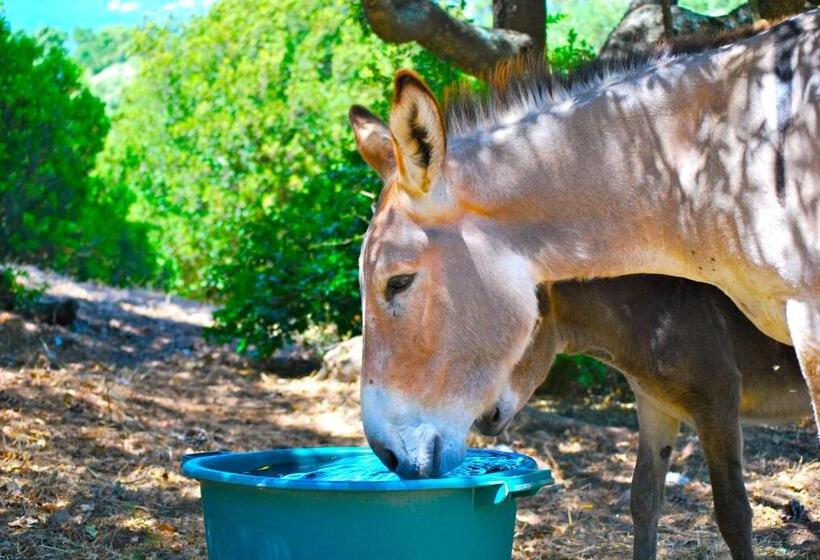 هاستل Domaine Pozzo Di Mastri