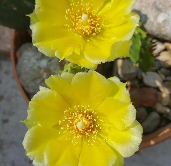 פנסיון Dasomchae Hanok Stay