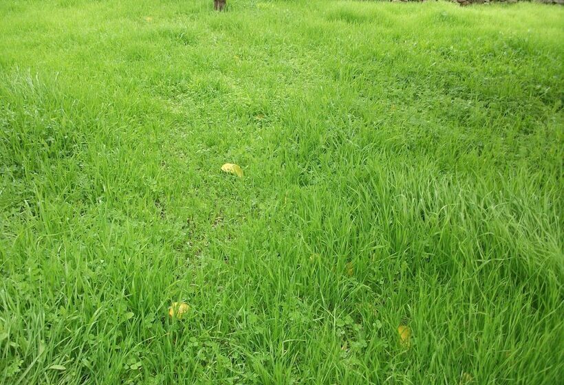 مبيت وإفطار Casa Dos Bordados