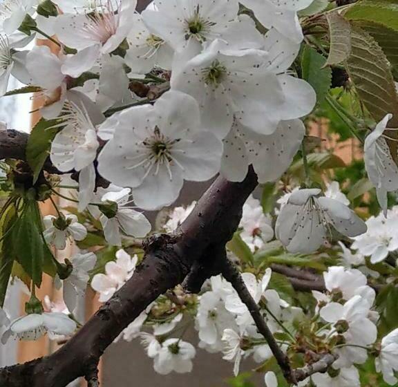 پانسیون Popock City Center