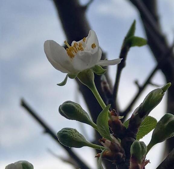 پانسیون Popock City Center