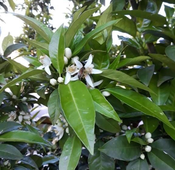 住宿加早餐  Alchimista Bb Borgo Marciano