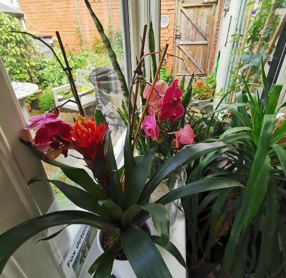 تختخواب و صبحانه Rosslyn Court