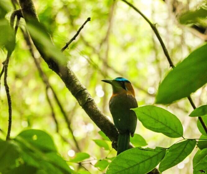 هاستل Teva Hotel & Jungle Reserve