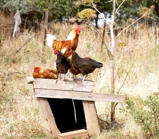 مبيت وإفطار Agriturismo Muru Idda